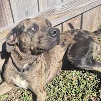 Thumbnail photo of Bailey #2