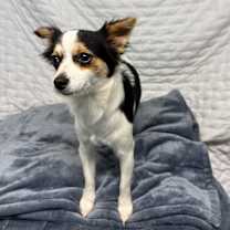 Thumbnail photo of Bonbon #2