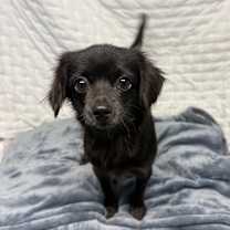 Thumbnail photo of Jellybean #2