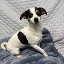 Thumbnail photo of Taffy #2