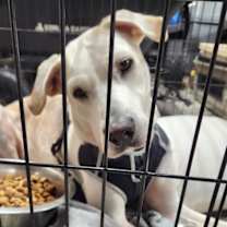 Thumbnail photo of Jake #2