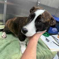 Thumbnail photo of Harry Poppins #3