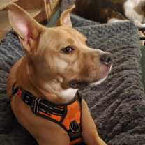 Thumbnail photo of Mila (Fat Mama) #2