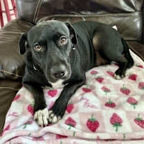 Thumbnail photo of Akira #4