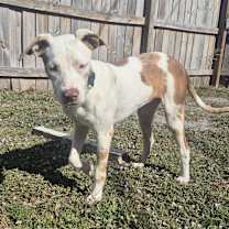 Thumbnail photo of Willow #4