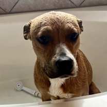 Thumbnail photo of Mila (Fat Mama) #4