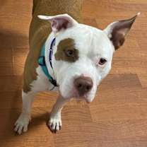 Thumbnail photo of Snoopy #1