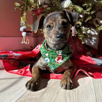 Thumbnail photo of Torch #2