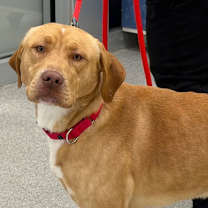 Thumbnail photo of Goose #1