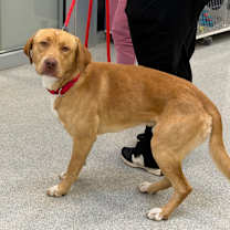 Thumbnail photo of Goose #2