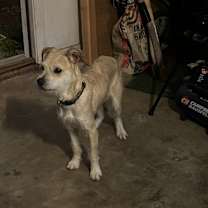 Thumbnail photo of Woody #1