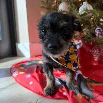 Thumbnail photo of Flynn #2