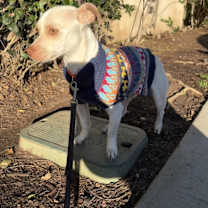 Thumbnail photo of Firus #2