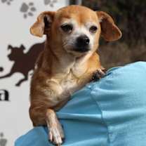 Thumbnail photo of Granny Panties 42883 #1