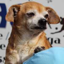 Thumbnail photo of Granny Panties 42883 #2