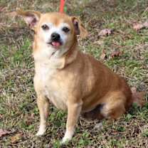 Thumbnail photo of Granny Panties 42883 #3