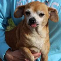 Thumbnail photo of Granny Panties 42883 #4