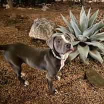 Thumbnail photo of Dax #1