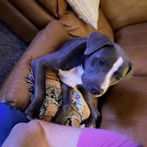 Thumbnail photo of Dax #2