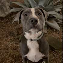 Thumbnail photo of Dax #3