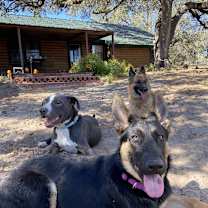 Thumbnail photo of Dax #4