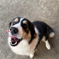 Thumbnail photo of Milo #1