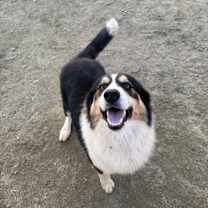 Thumbnail photo of Milo #3