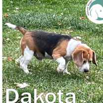 Thumbnail photo of Dakota #1