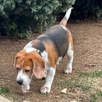 Thumbnail photo of Dakota #3