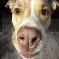 Thumbnail photo of Riley #3