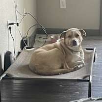 Thumbnail photo of Riley #4