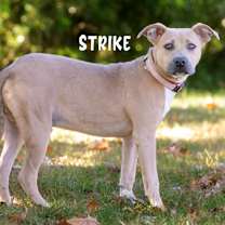 Thumbnail photo of Strike #3
