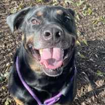 Thumbnail photo of Boog #1