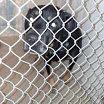 Thumbnail photo of Boog #2