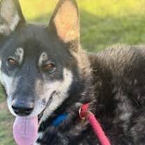 Thumbnail photo of Teddy #1