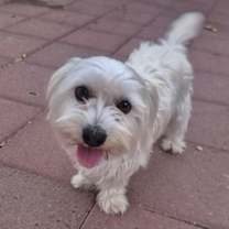 Thumbnail photo of Blanco #1