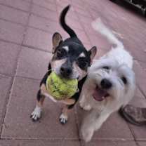 Thumbnail photo of Blanco #2