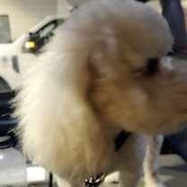 Thumbnail photo of Nala #2