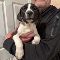 Thumbnail photo of Logan's Pup Bruce #2