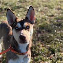 Thumbnail photo of Gemma #3