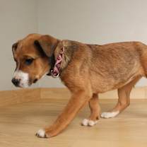 Thumbnail photo of Sparkle D67608 #2