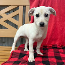 Thumbnail photo of BONNIE #1