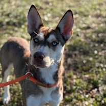 Thumbnail photo of Gemma #4