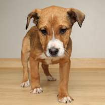 Thumbnail photo of Sparkle D67608 #3