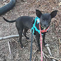 Thumbnail photo of Boco #1