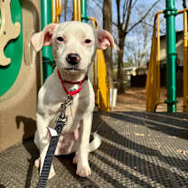 Thumbnail photo of Lucy #3