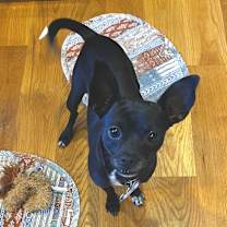 Thumbnail photo of Boco #4