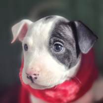 Thumbnail photo of Gelato #2