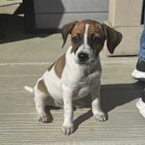 Thumbnail photo of Abby #1