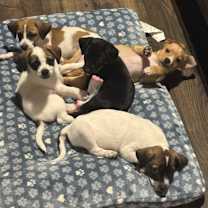 Thumbnail photo of Abby #3